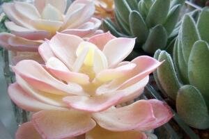 suculentas-rosas.jpg
