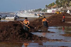 Mexico sargassum seaweed