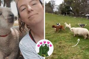 rolo_tiktok_oveja.jpg