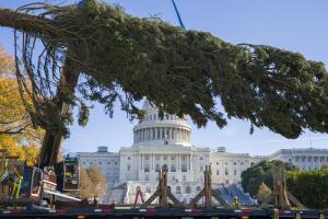 Capitol Christmas Tree