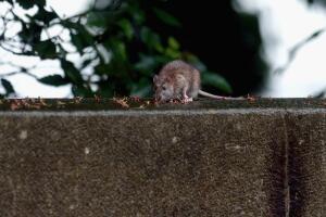 Severe Rains Cause Flooding And Threaten Harvests