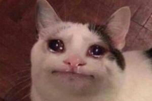 meme-gato-llorando.jpg