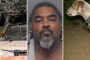 crueldad animal peleas de gallos perros desnutridos maltrato animal arresto animales rescatados