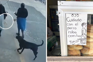 perro_roba_cemitas