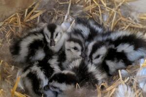 untitled folder/goslings in nest.jpg