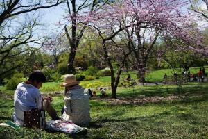 El Jardín Botánico de Brooklyn se viste de pétalos rosados