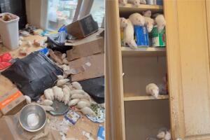 Rescatan cientos de ratas domésticas de casa en Long Island; acusan a dueña por crueldad animal.