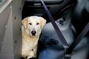 Perro 2.jpg