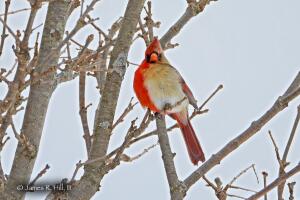 Cardenal Dos Sexos