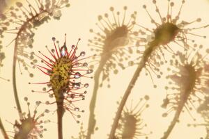 Sundew; Drosera intermedia; 