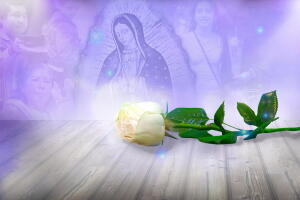 La Rosa de Guadalupe