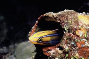 peces-blenny_2.jpg