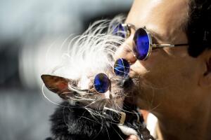 Ugly Dog Contest