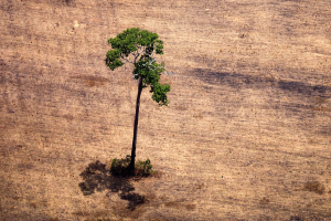 A los árboles se les dificulta ‘respirar’ por el calentamiento global: estudio
