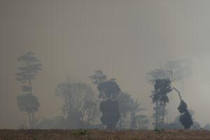 Brazil Amazon Fires