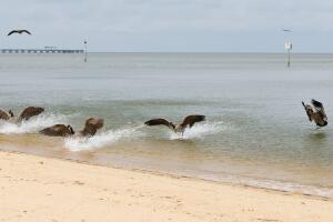 Geese Landing at Fairhope Beach
