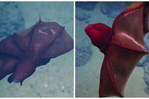 Calamar vampiro aterra a internautas.