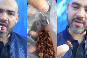 Pelón - Chapulines