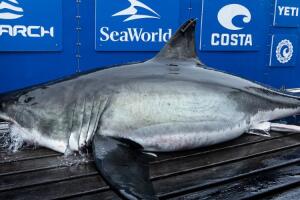 tiburones/tiburon 4.jpeg