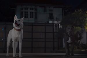 june y kopi netflix.jpg