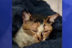 gata agredida en dallas