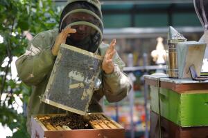 Beekeeper Andrew Cote dumps a large swarm of bees that he had removed from a building in Times Square to a new hive at Bryant Park in New York