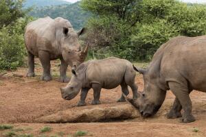 familia de rinocerontes