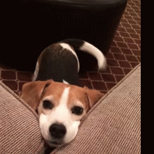 razas-de-perros-segun-personalidad-6.gif