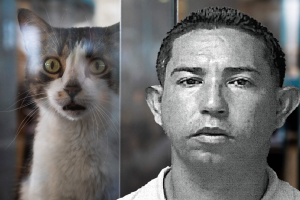 PR gato.png