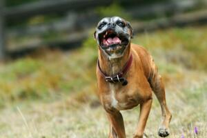 UglyDog2.jpg