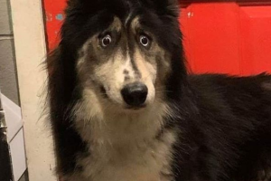 Husky 2.png