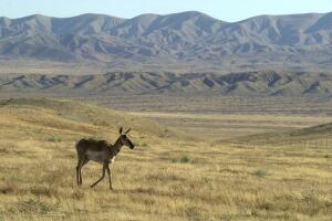 The Carrizo Plain National Monument