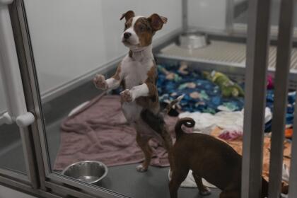 Los animales rescatados están siendo evaluados y, en pocos días, estarán listos para ser adoptados o ubicados en hogares temporales. Muchos de ellos son cachorros de tan solo seis semanas, por lo que requieren cuidados especiales. <br>