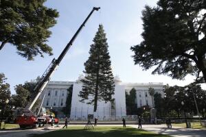 Capitol Christmas Tree