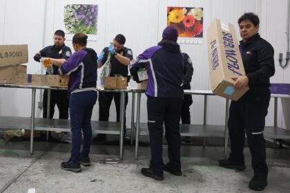 MIAMI, FLORIDA - FEBRUARY 12: U.S. Customs and Border Protection Agriculture Specialists inspect flowers for foreign pests or diseases in the FedEx Cargo hub at Miami International Airport on February 12, 2025 in Miami, Florida. FedEx transfers millions of fresh flowers through the hub for Valentine's season by increasing air capacity from Colombia and Ecuador. They will transport over 2.2 million pounds of flowers from these countries in February. (Photo by Joe Raedle/Getty Images)