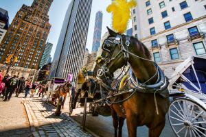 Reanudan paseos en carruajes de Central Park tras muerte de turista; continúa el debate.