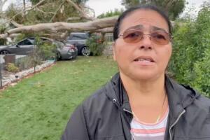 Abuela hispana Hilary tumbara árbol dos autos Sun Valley