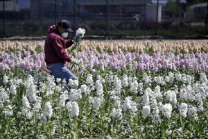 Virus Outbreak California