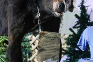 The Cocaine Bear, now shown at the Kentucky for Kentucky Fun Mall March 4, 2020 Grosby (1).jpg