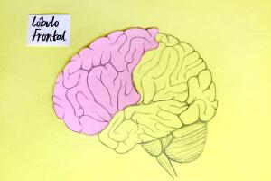 desarrollar el cerebro