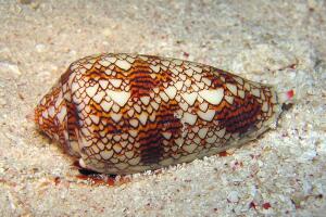 caracol-veneno-mal.jpg