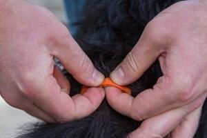 cachorro-sensor-rabo-04.jpg