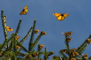 TO GO WITH AFP STORY Picture of monarch