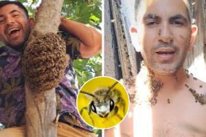 tiktok_abejas_videos_virales