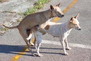 Perros apareandose
