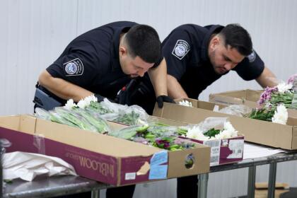 MIAMI, FLORIDA - FEBRUARY 12: (L-R) Yeltsin Seda and Christian Ruiz, U.S. Customs and Border Protection Agriculture Specialists, inspect flowers for foreign pests or diseases in the FedEx Cargo hub at Miami International Airport on February 12, 2025 in Miami, Florida. FedEx transfers millions of fresh flowers through the hub for Valentine's season by increasing air capacity from Colombia and Ecuador. They will transport over 2.2 million pounds of flowers from these countries in February. (Photo by Joe Raedle/Getty Images)