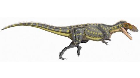 Nombres De Dinosaurios Carnivoros Explora Univision Nombres De Dinosaurios Carnivoros Explora Univision