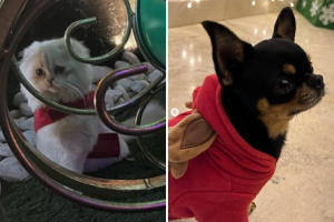 Belinda Navidad 2022 (1).png