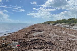 sargassum Key Biscayne Feb 2023.