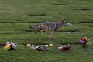 WHITTIER, CA, FRIDAY, JANUARY 31, 2014 - A bold coyote trots past food laden graves as families cele